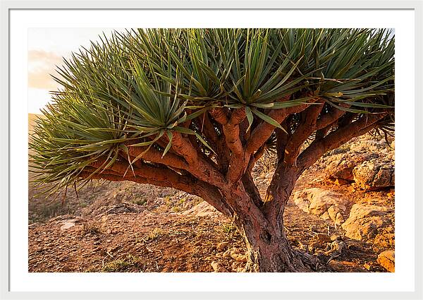 Dragon Blood Tree Under Sunset