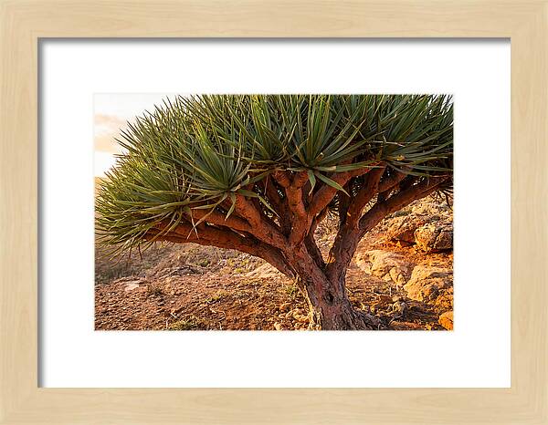 Dragon Blood Tree Under Sunset