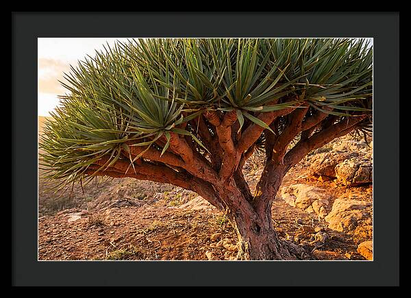 Dragon Blood Tree Under Sunset