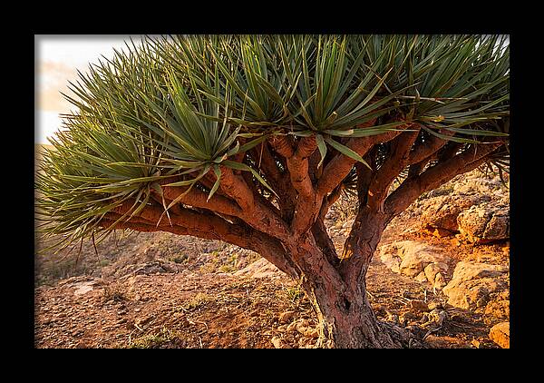 Dragon Blood Tree Under Sunset
