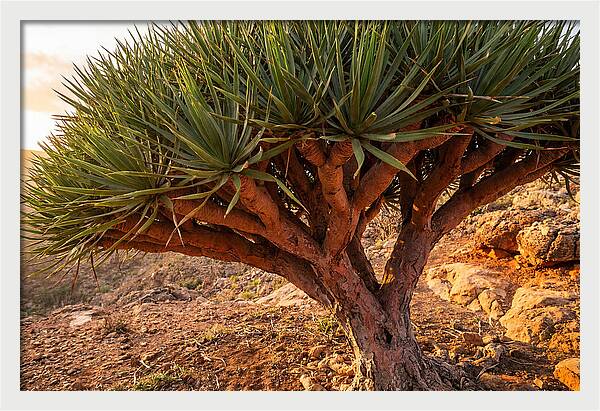 Dragon Blood Tree Under Sunset