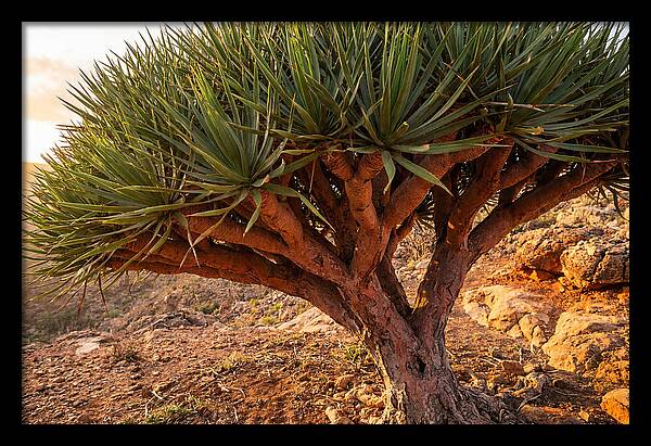 Dragon Blood Tree Under Sunset