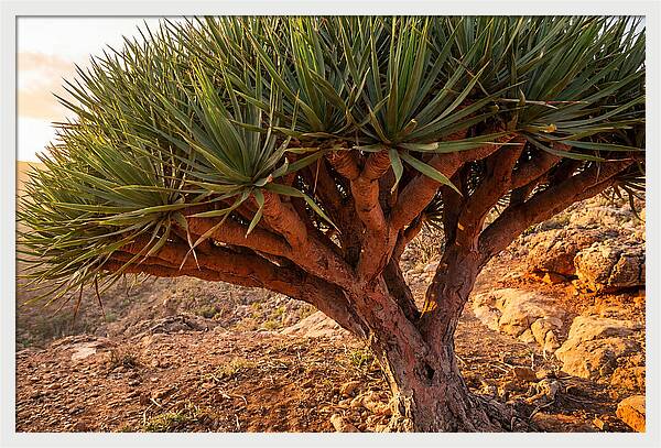 Dragon Blood Tree Under Sunset