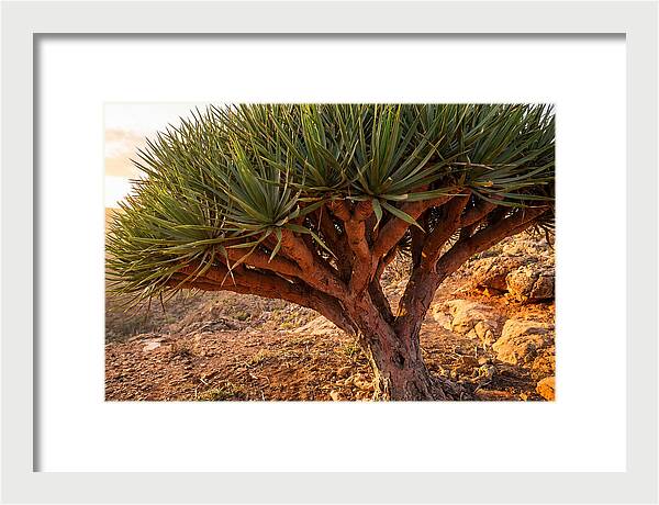 Dragon Blood Tree Under Sunset