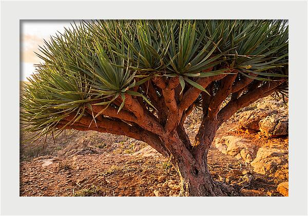 Dragon Blood Tree Under Sunset