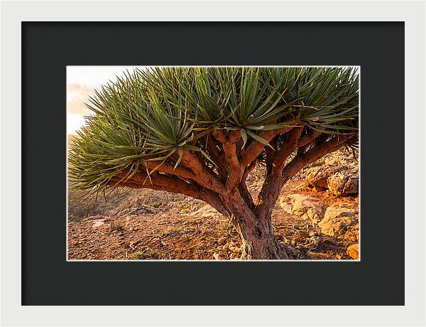 Dragon Blood Tree Under Sunset