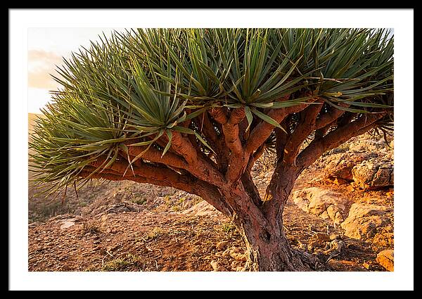 Dragon Blood Tree Under Sunset