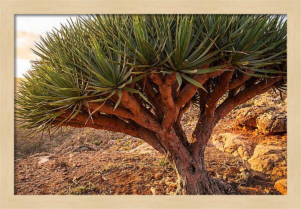 Dragon Blood Tree Under Sunset
