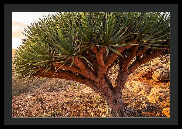 Dragon Blood Tree Under Sunset