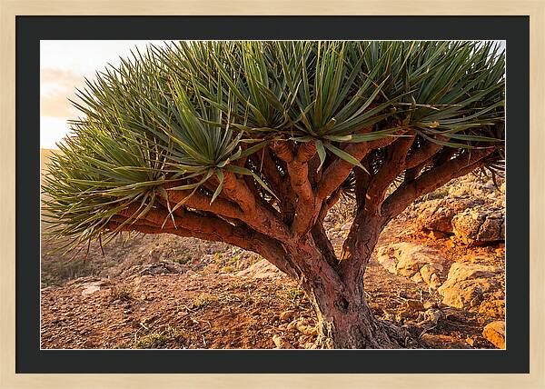 Dragon Blood Tree Under Sunset