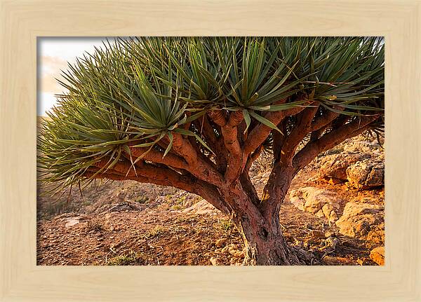 Dragon Blood Tree Under Sunset