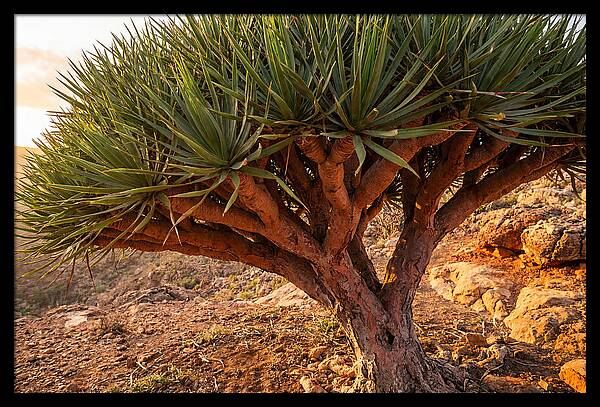 Dragon Blood Tree Under Sunset