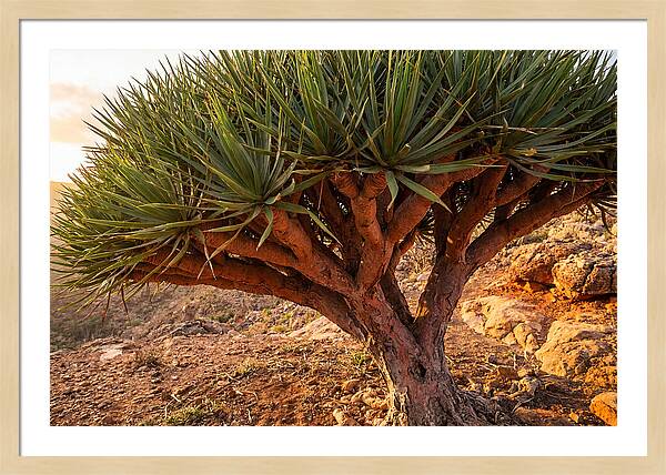 Dragon Blood Tree Under Sunset