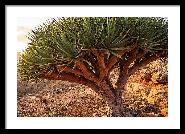 Dragon Blood Tree Under Sunset