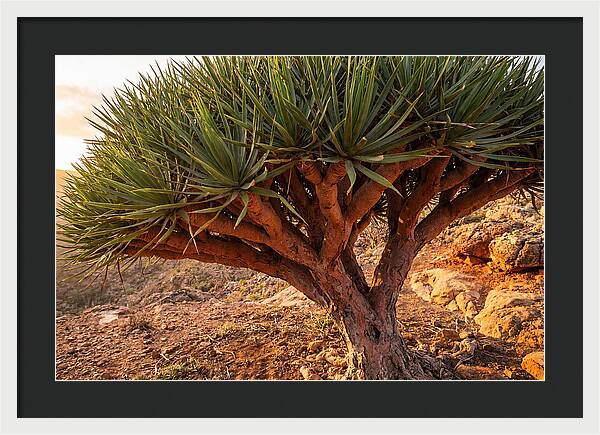 Dragon Blood Tree Under Sunset
