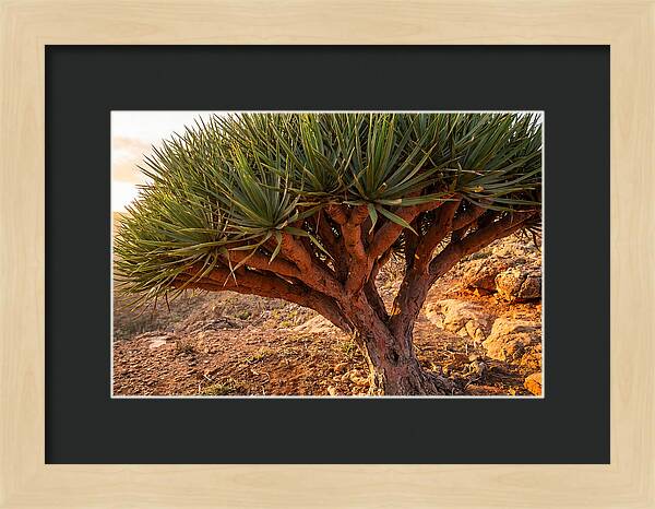 Dragon Blood Tree Under Sunset