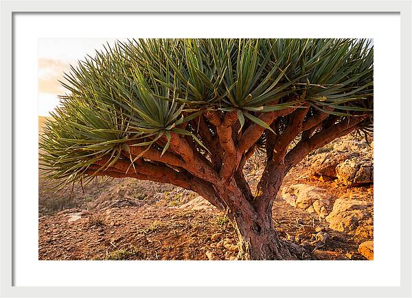 Dragon Blood Tree Under Sunset
