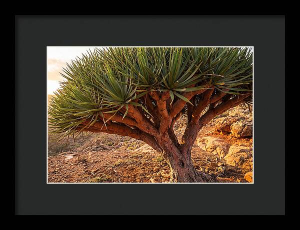 Dragon Blood Tree Under Sunset