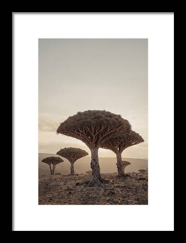 Dragon Blood Trees At Sunset