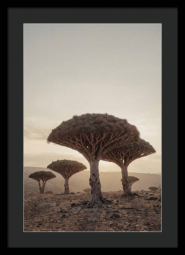 Dragon Blood Trees At Sunset