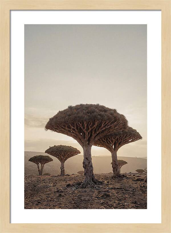 Dragon Blood Trees At Sunset