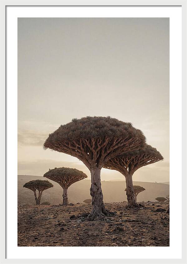 Dragon Blood Trees At Sunset