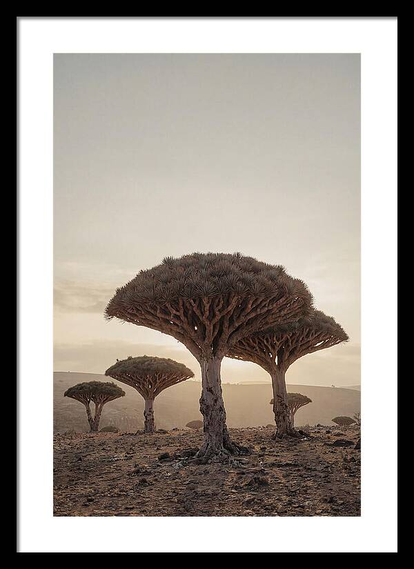Dragon Blood Trees At Sunset