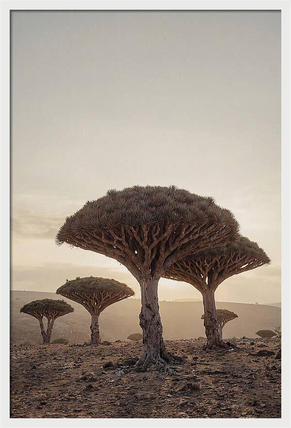 Dragon Blood Trees At Sunset