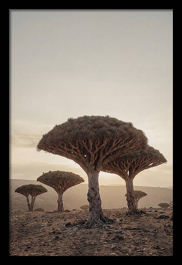 Dragon Blood Trees At Sunset