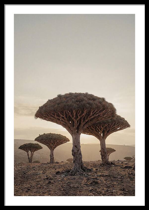 Dragon Blood Trees At Sunset