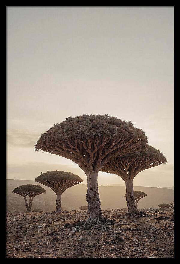 Dragon Blood Trees At Sunset