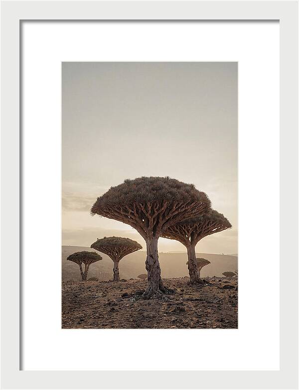 Dragon Blood Trees At Sunset
