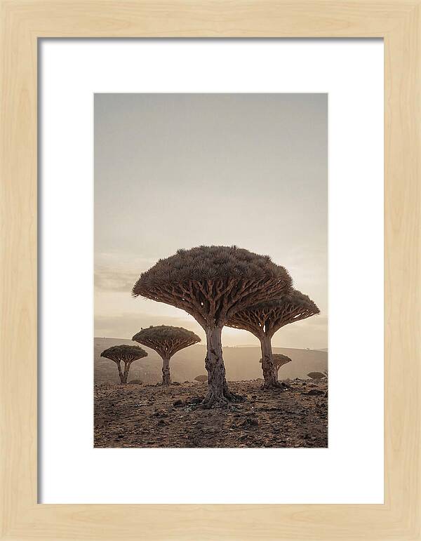 Dragon Blood Trees At Sunset