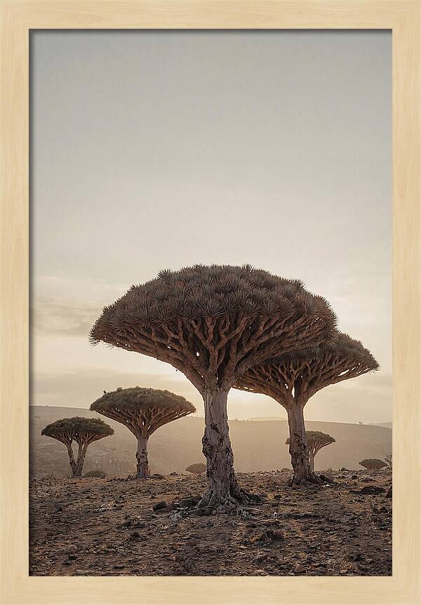 Dragon Blood Trees At Sunset