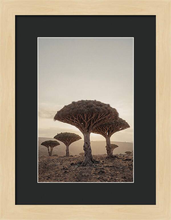 Dragon Blood Trees At Sunset