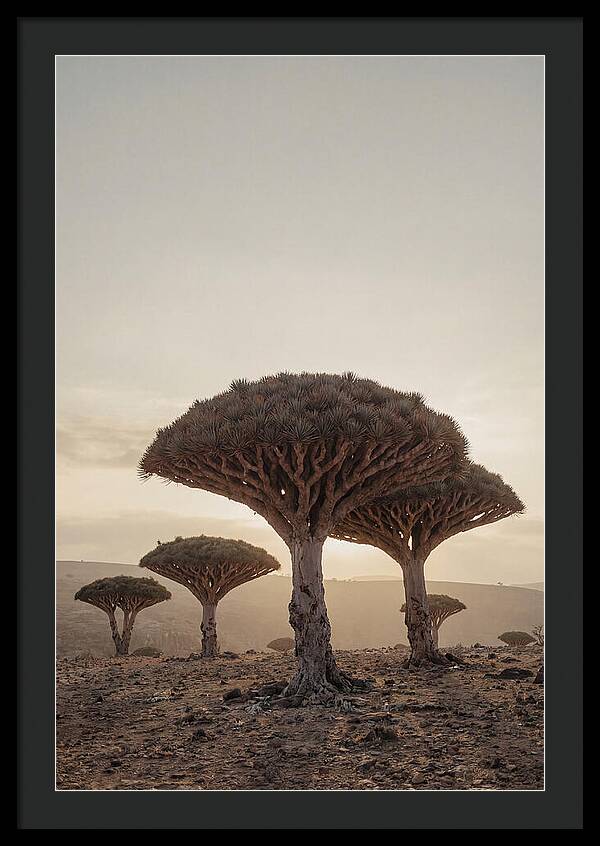 Dragon Blood Trees At Sunset