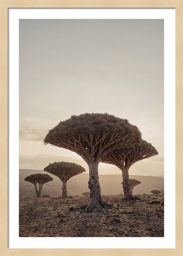 Dragon Blood Trees At Sunset
