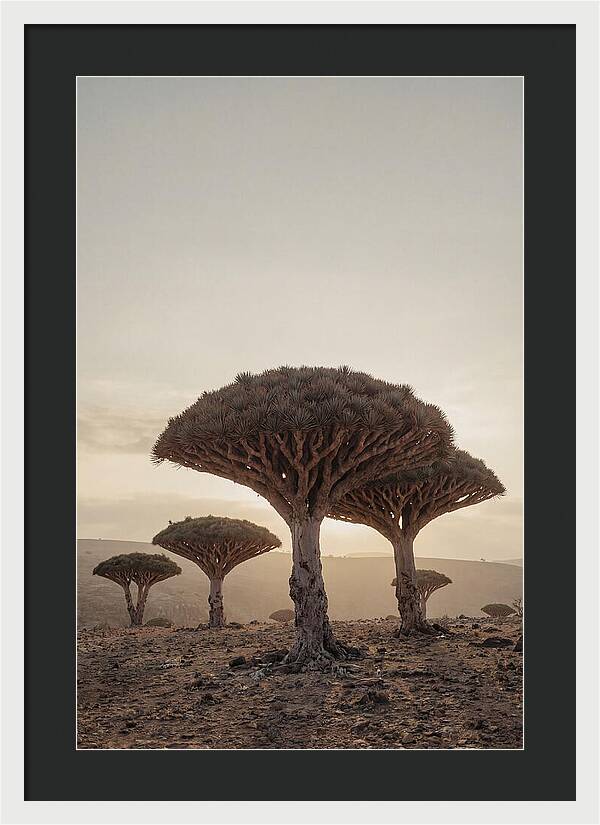 Dragon Blood Trees At Sunset