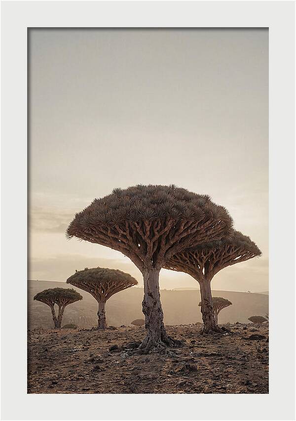 Dragon Blood Trees At Sunset
