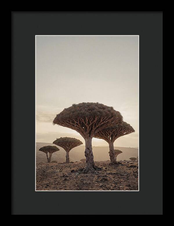 Dragon Blood Trees At Sunset