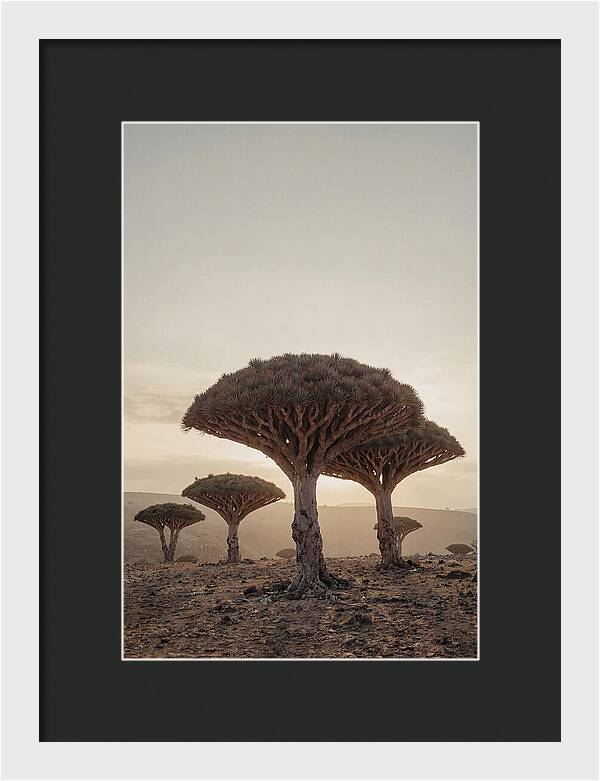 Dragon Blood Trees At Sunset