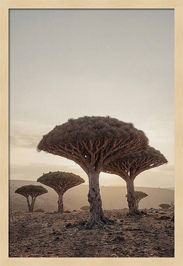 Dragon Blood Trees At Sunset