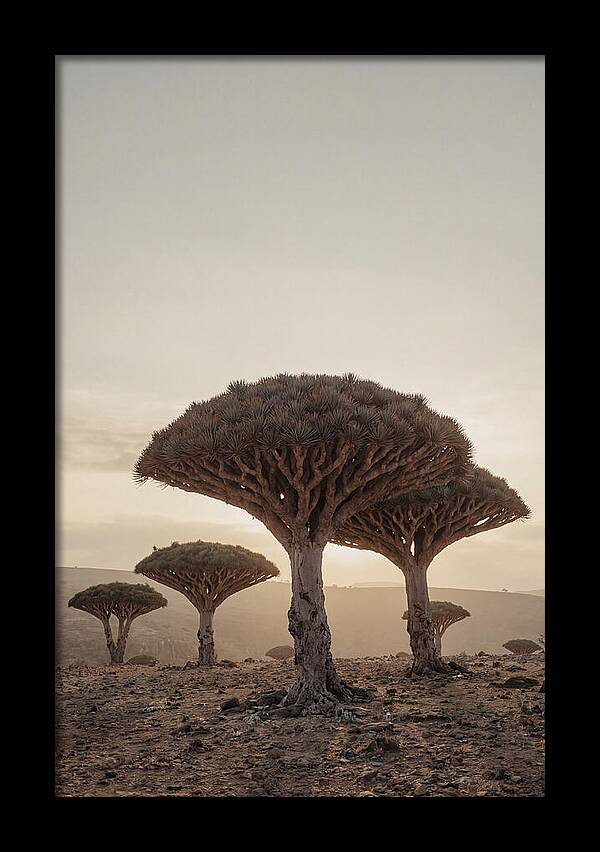 Dragon Blood Trees At Sunset