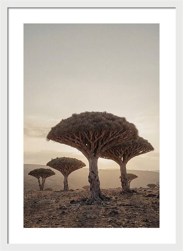 Dragon Blood Trees At Sunset