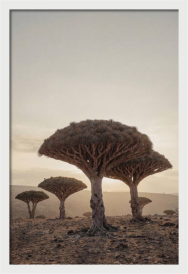 Dragon Blood Trees At Sunset