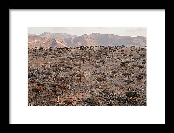 Dragon Blood Trees On Socotra Island