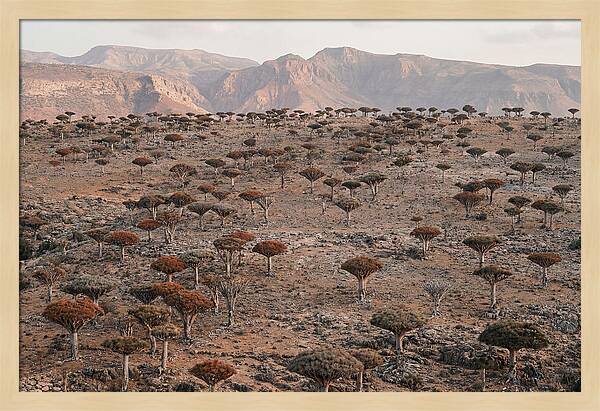 Dragon Blood Trees On Socotra Island