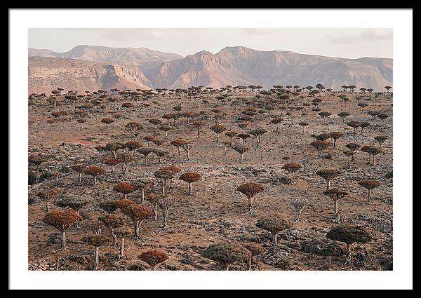 Dragon Blood Trees On Socotra Island