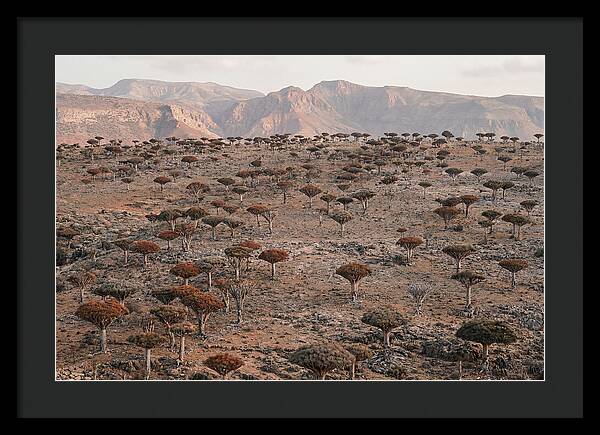 Dragon Blood Trees On Socotra Island