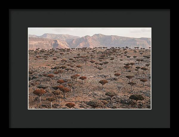 Dragon Blood Trees On Socotra Island